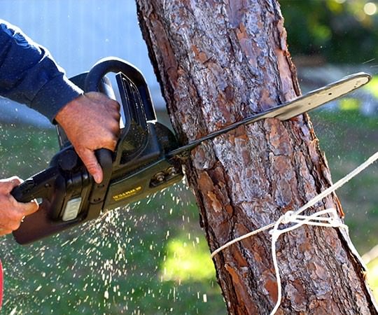 Спил деревьев в Иркутске и  Иркутской области